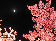 夜桜バス