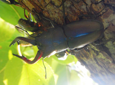 カブトムシ・クワガタ狩り