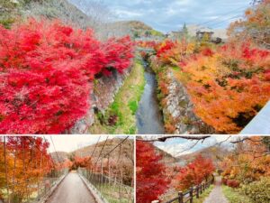 大谷川河川公園の紅葉