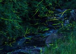 ホタル（大谷川河川公園）