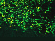 ホタル（大谷川河川公園）