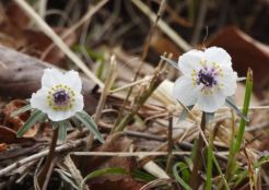 セツブンソウ（田殿神社）