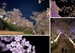 夜桜見物送迎バス（湯郷⇔鶴山公園）