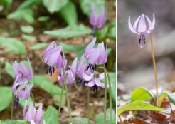 カタクリ（幕谷・マクタニ）