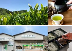 茶摘み体験（小林芳香園）